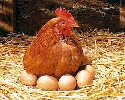 دجاجة تحضن بيضها - حيوانات بيوضة