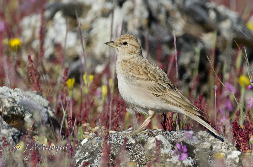 Terrera común, Callandrella brachydactyla, Short-toed Lark Terrera común, Callandrella brachydactyla, Short-toed Lark