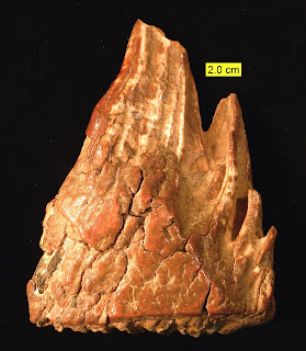 Mammuthus Tooth Side View Pleistocene Ohio