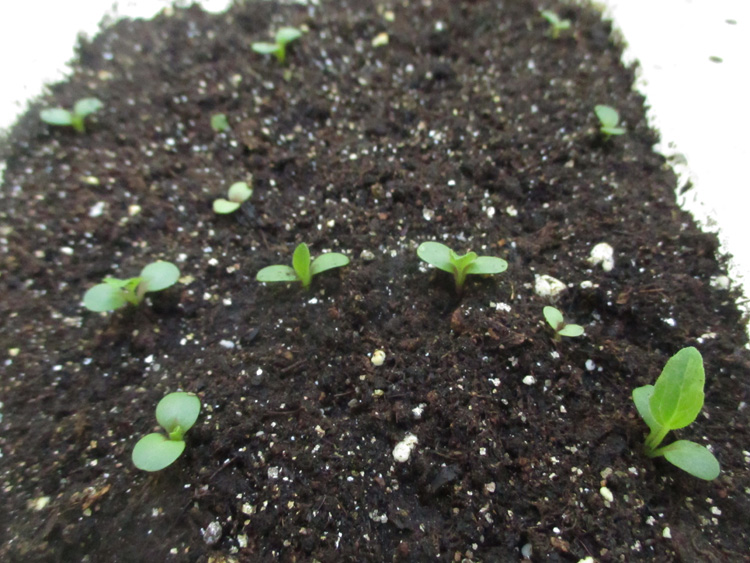 Green Jean echinacea