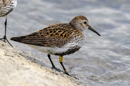 REPORT ONE OF OUR COLOUR-RINGED BIRDS