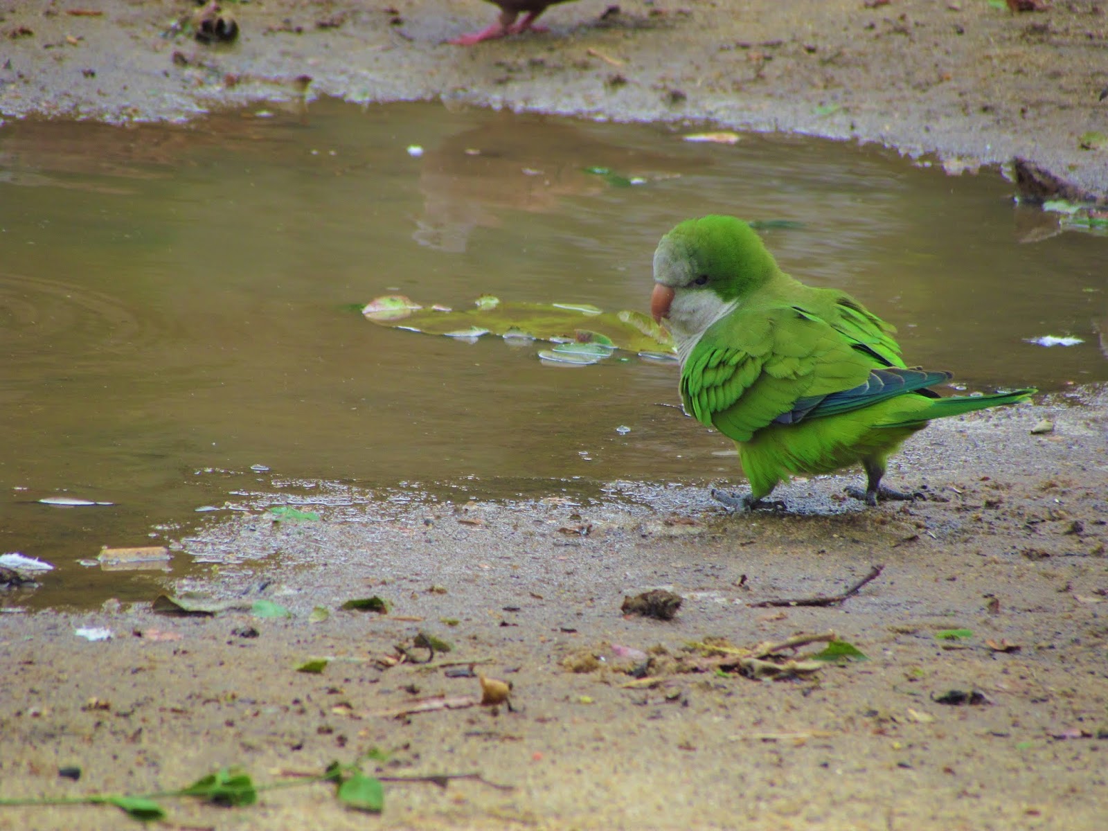O Blog do Bruno Chaves Caturrita (Myiopsitta monachus)