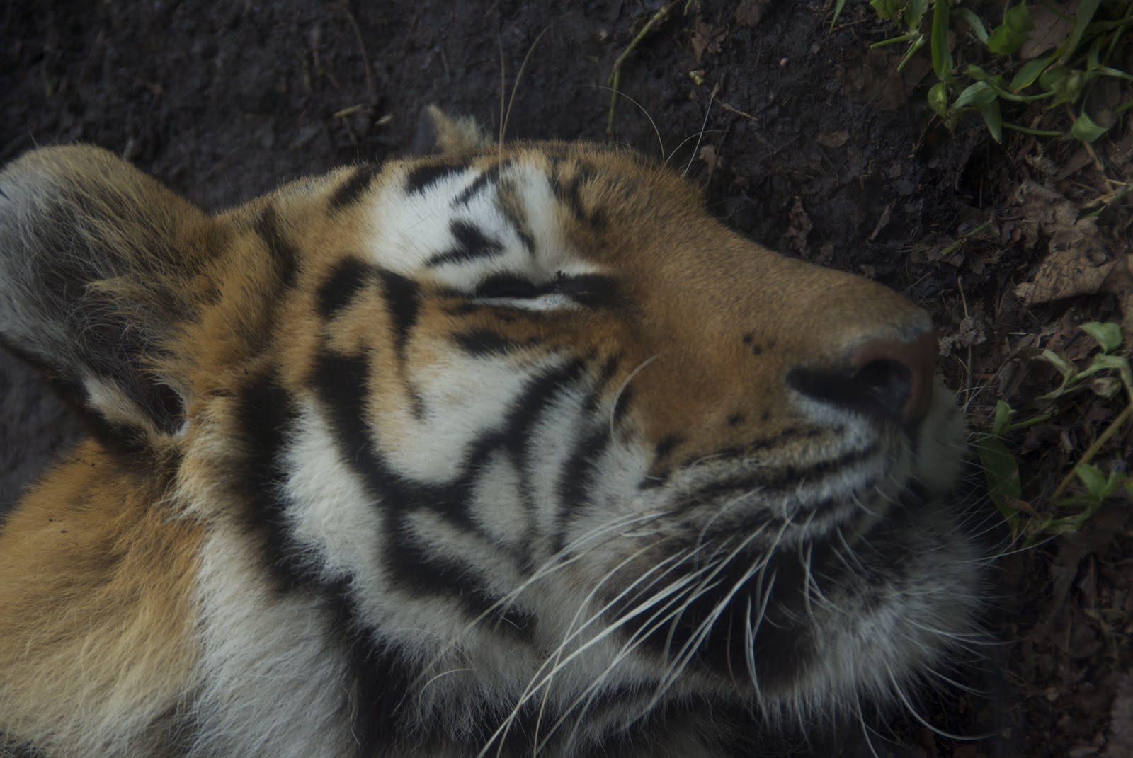 「おーい!ノン!グラシアス!」: ローワン・アトキンソン、ミスター・ビーンに関する 8 つの興味深い事実