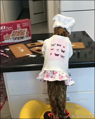 Amazing Cat GIF • When you try to make your own gingerbread house and instantly regret not just buying one! Amazing Cat GIF • When you try to make your own gingerbread house and instantly regret not just buying one!