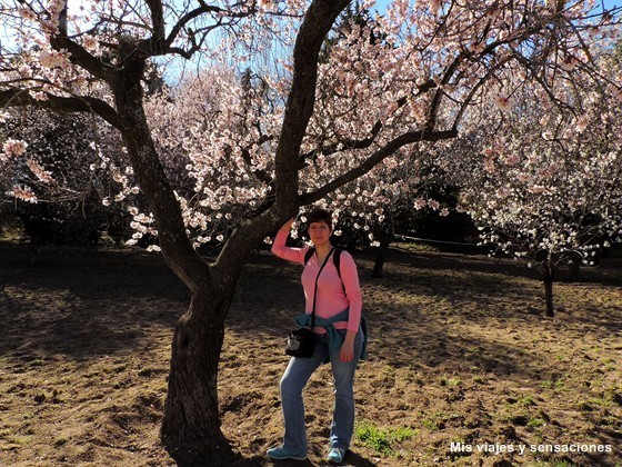 Floración de los almendros. Parque Quinta de los Molinos. Madrid