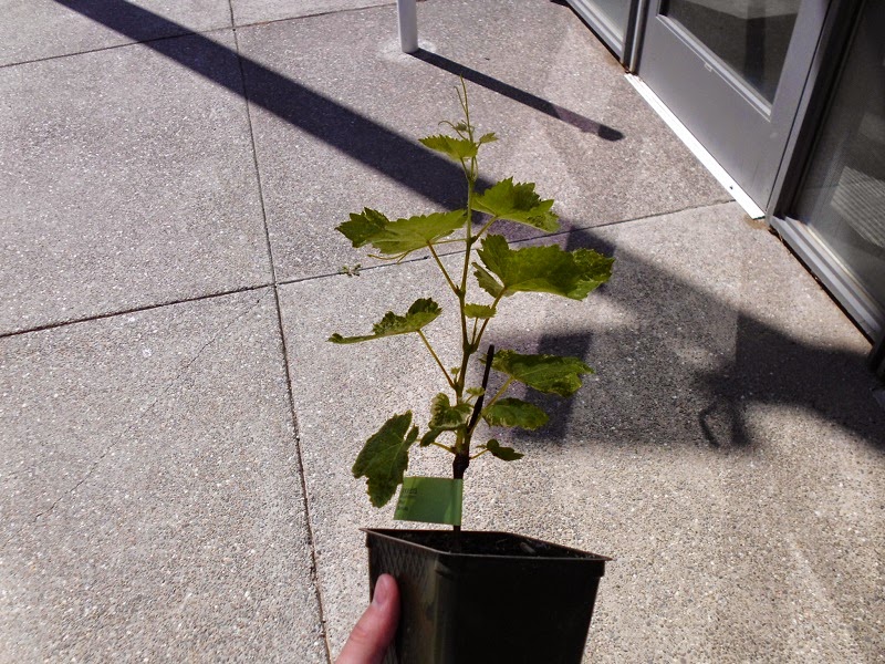 Symphony Grapevine