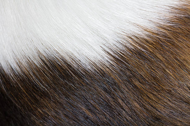 Animalix Magazine Why Is My Dog S Fur Changing Color Thinning