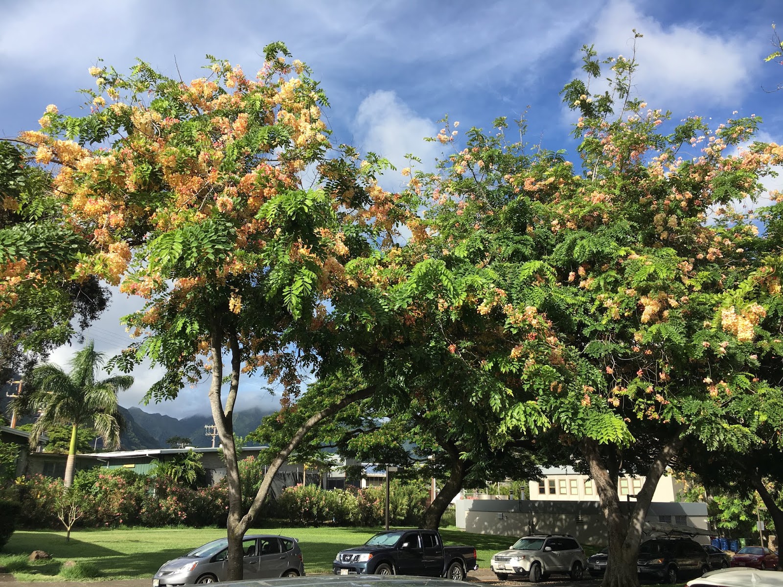 Cassia X nealiae (Rainbow Shower)