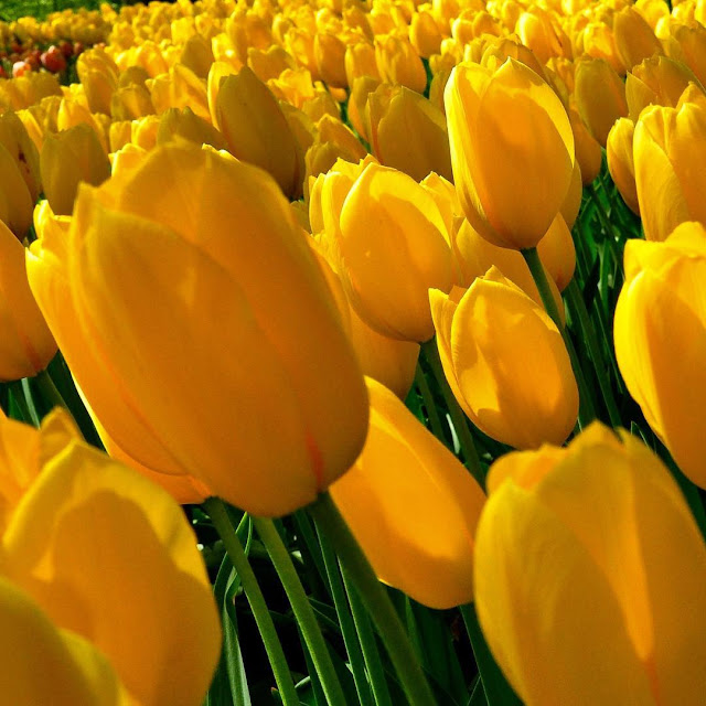 45 Hình ảnh hoa Tulip đẹp, Ý nghĩa của hoa Tulip & biểu tượng