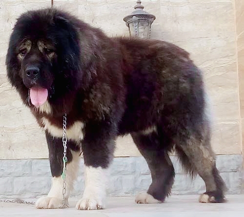 duniya ke 5 sabse khatarnak dog