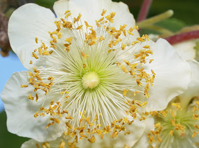 Flor masculina del kiwi