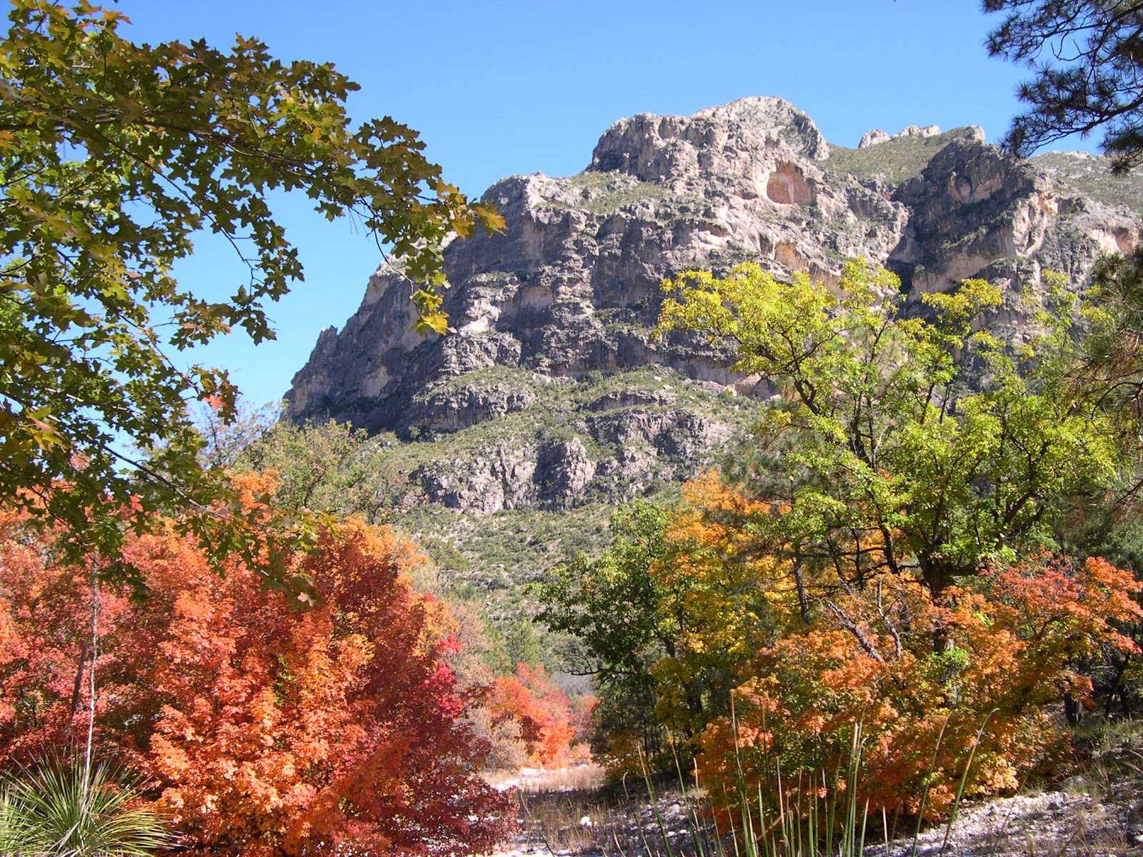 Texas Mountain Trail Daily Photo Fall Color in Guadalupe Mountains National Park