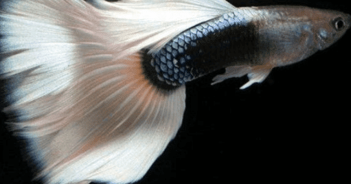 Rekomendasi Ikan Hias Tercantik Di Dunia Sepanjang Jaman