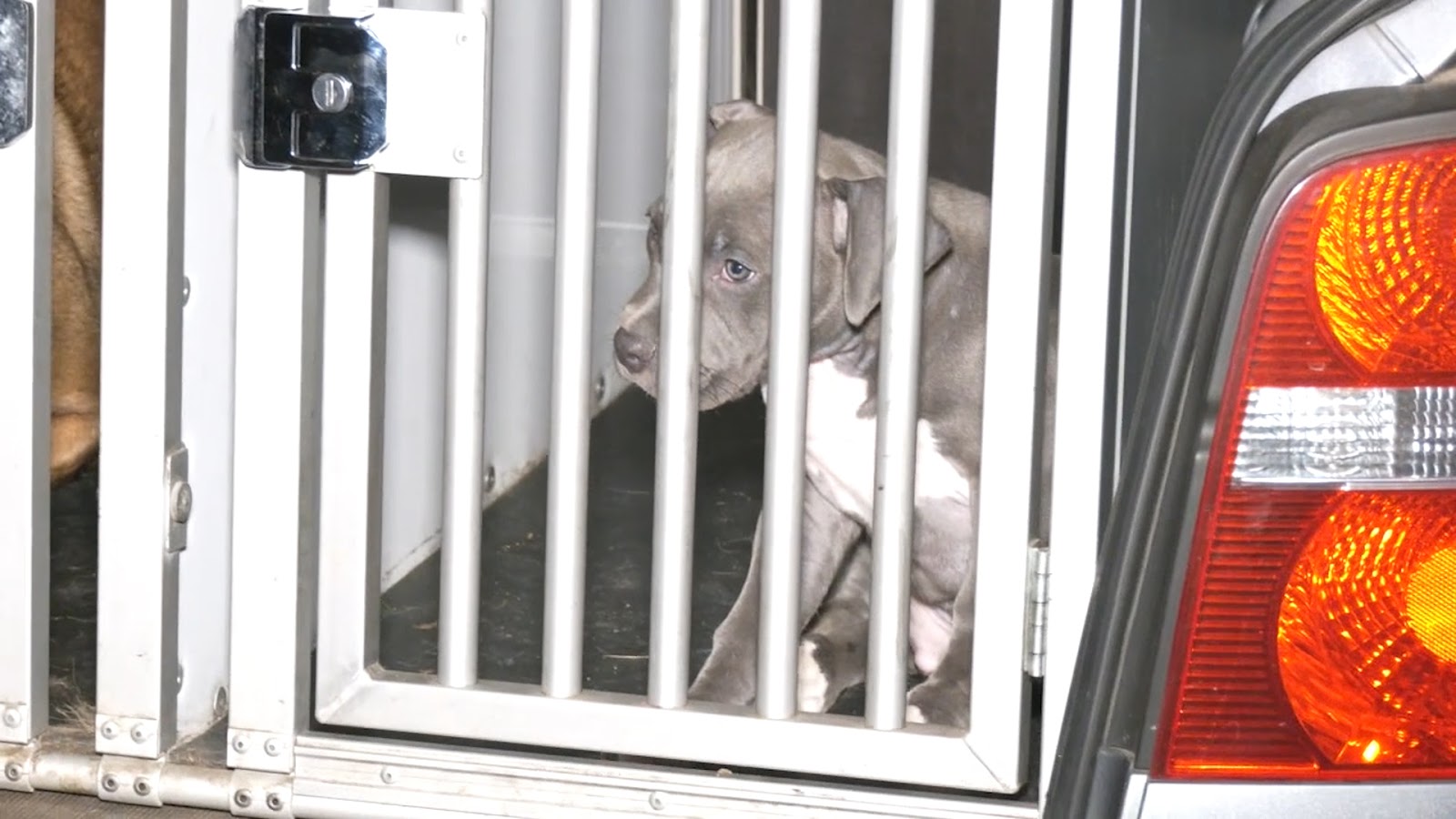 Zerlegt Jeder Nordische Hund Die Wohnung Wenn Er Unterbeschaftigt