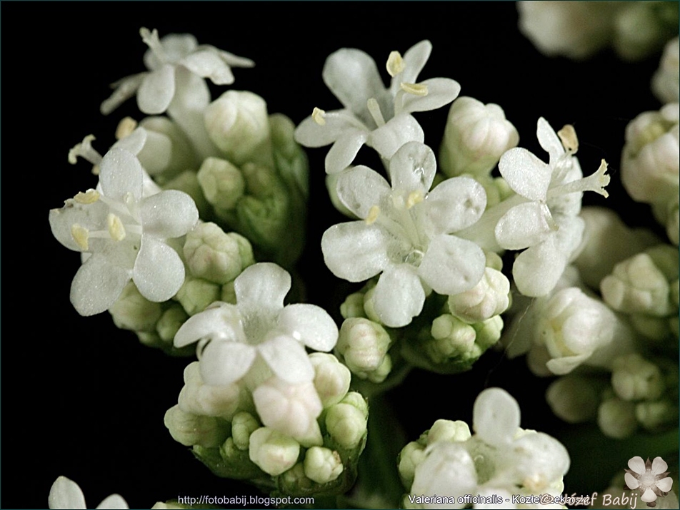 Valeriana officinalis - Kozłek Lekarski