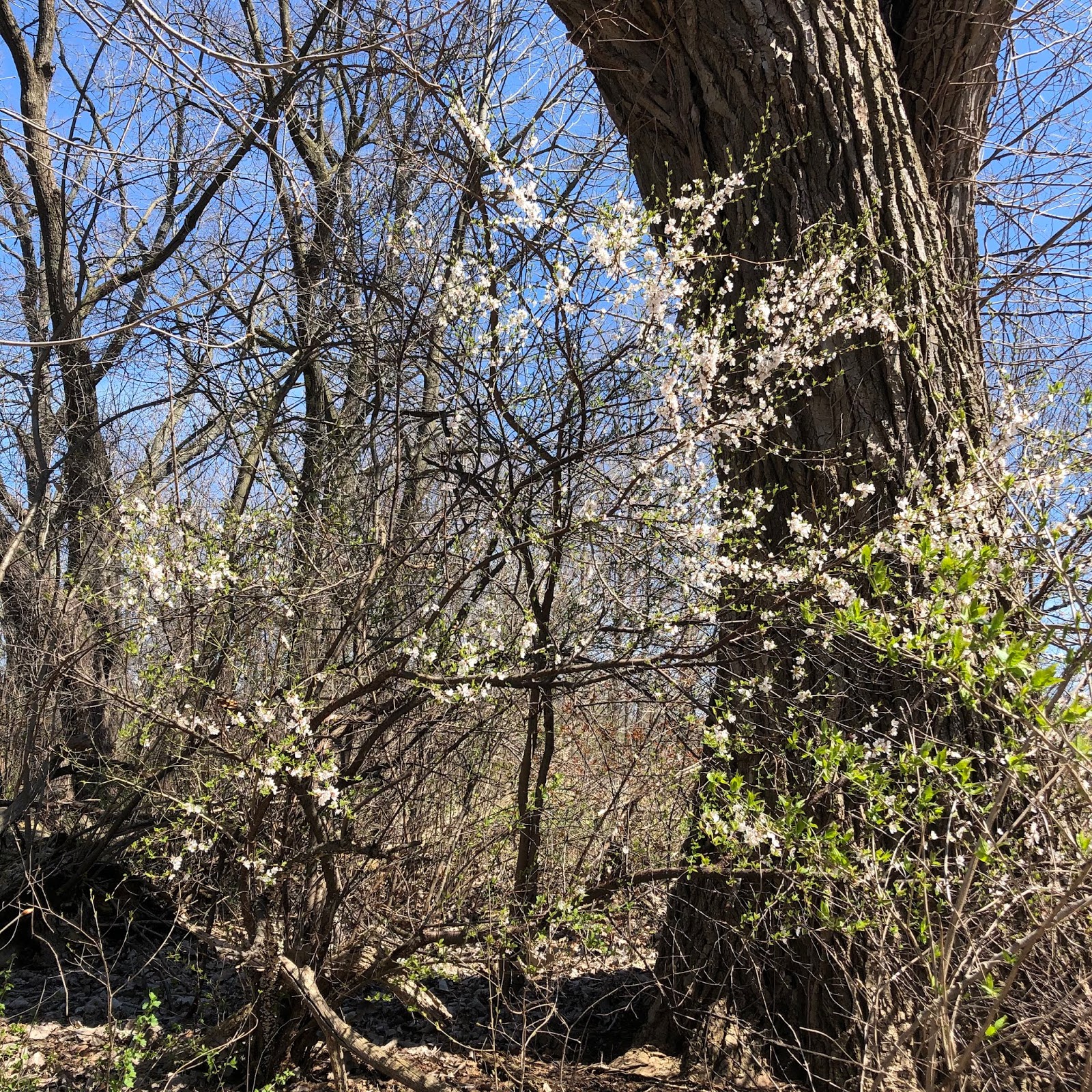 A Little Time and a Keyboard Surrounded by Nature at Heron Creek