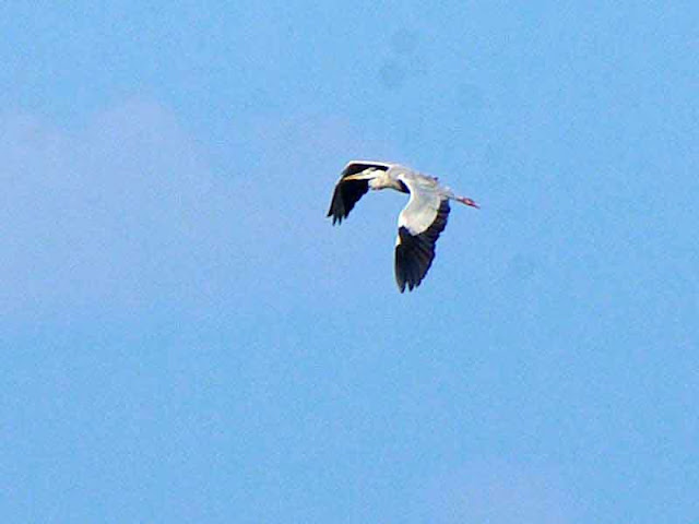 bird, Grey Heron in flight,Japan