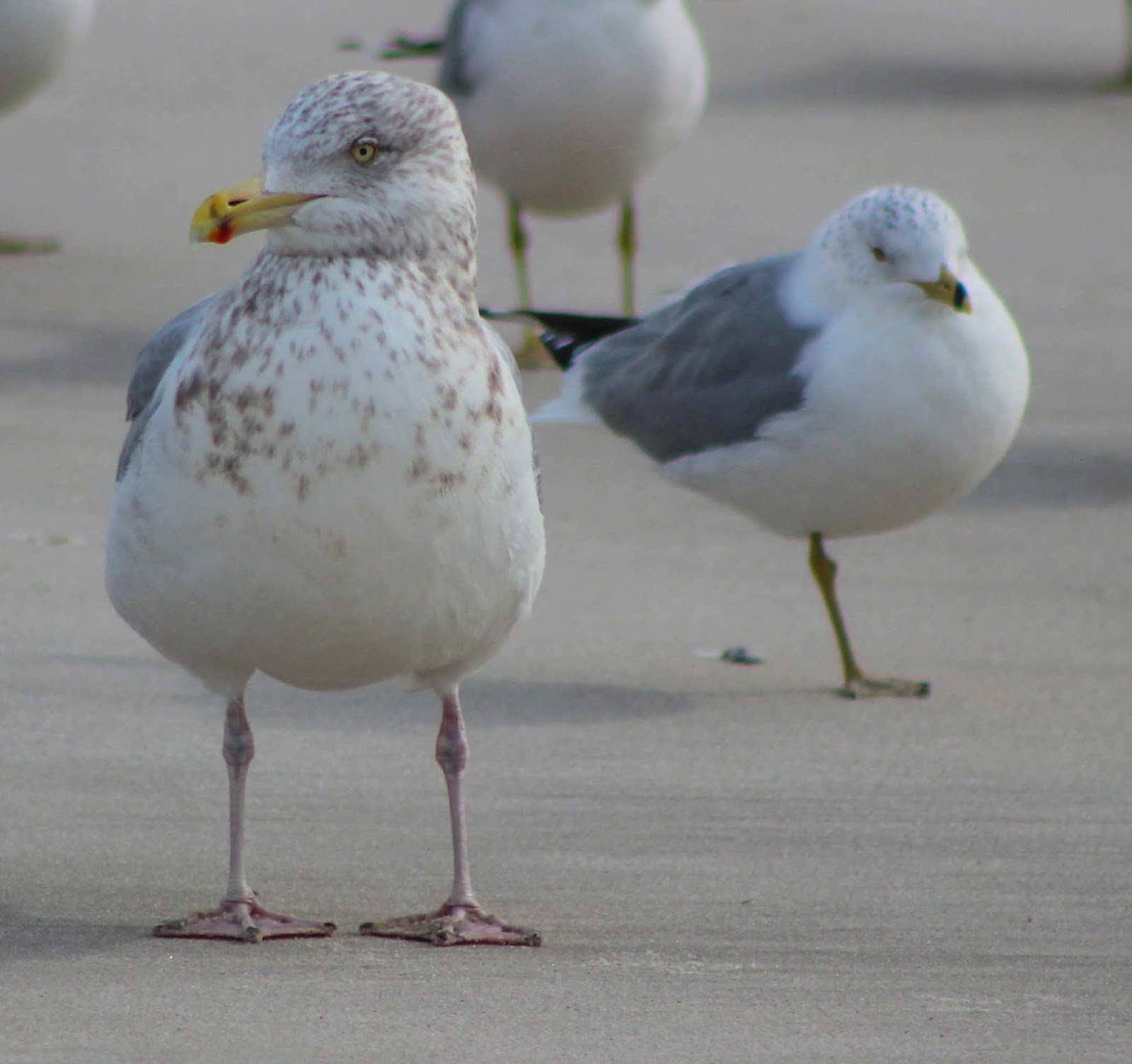 Cannundrums American Herring Gull