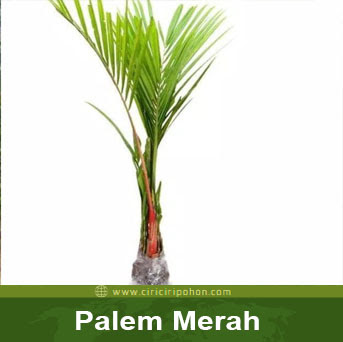 ciri cir pohon palem merah