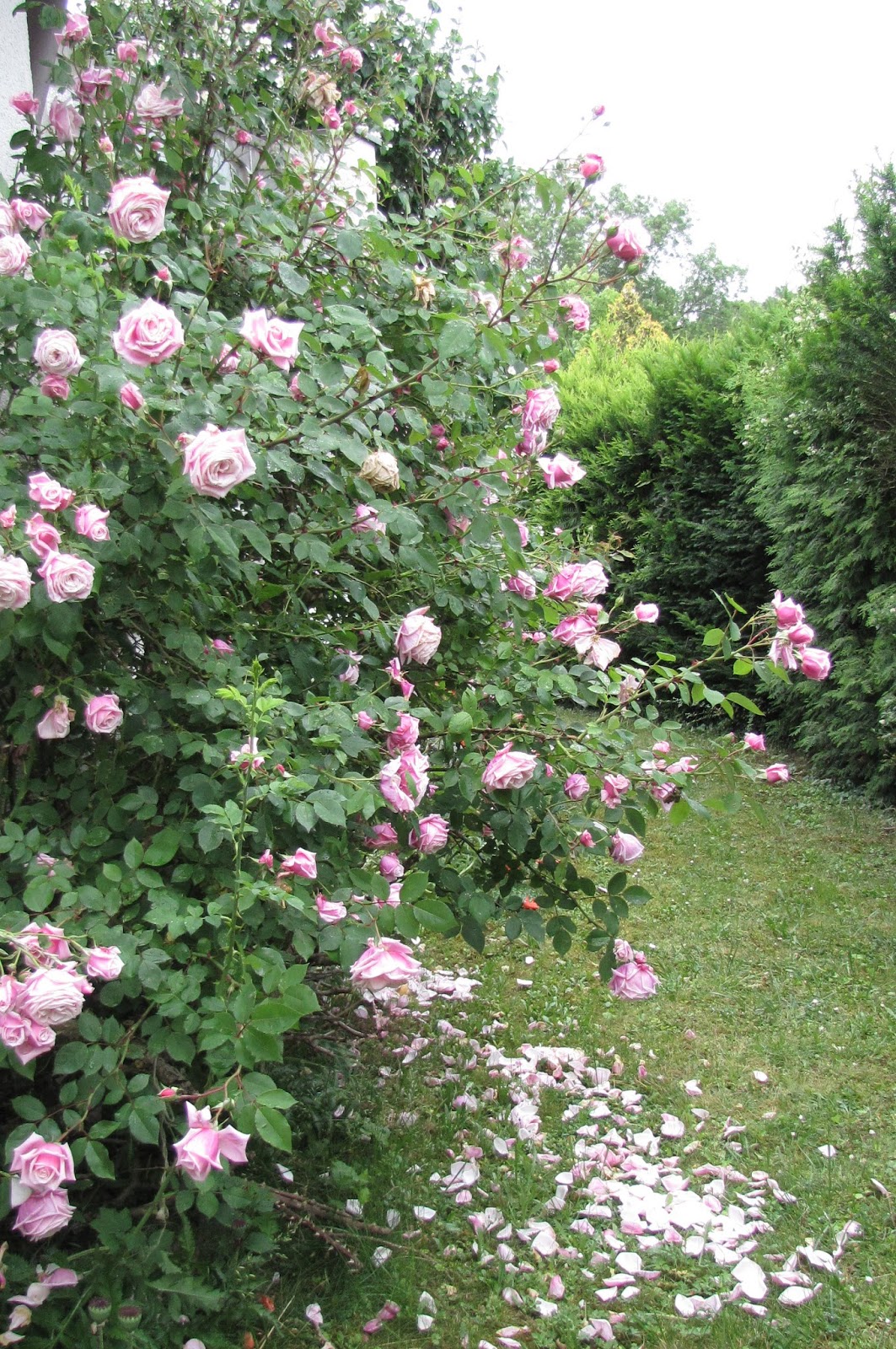 Rothenblog: Strauchrose Errötendes Mädchen in Blüte und Duft