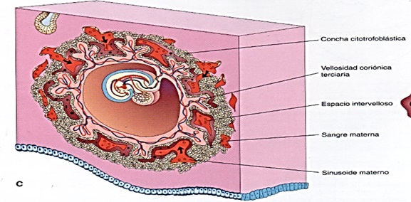 _: CLASE N 5 DE EMBRIOLOGIA Tercera semana embrionaria