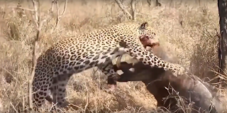 Bir leoparla savaşan yaban domuzu