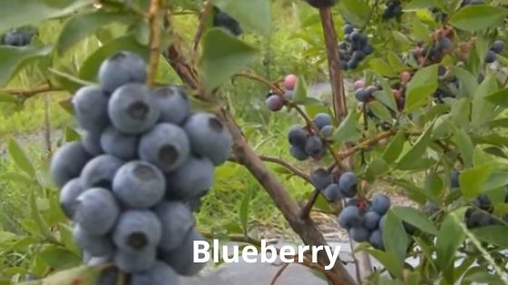 Bluberry