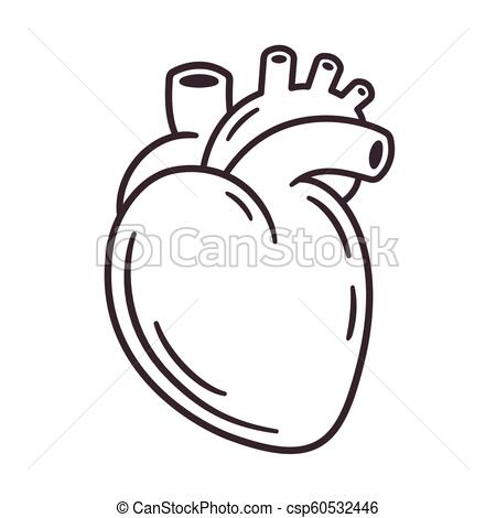 Gercek Insan Kalbi Organ Resmi Cizimleri 2 Karakalem Manzara Resmi Cizimleri