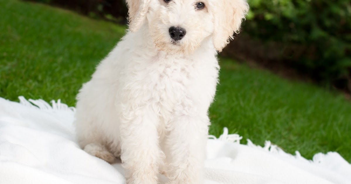 4 Jenis Anjing Bichon Dan Cara Merawatnya