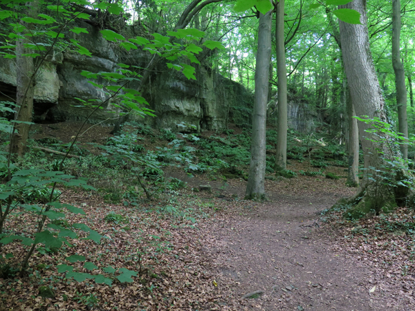 The Language of Stone: Geology in Anston Stones Wood - Part 2