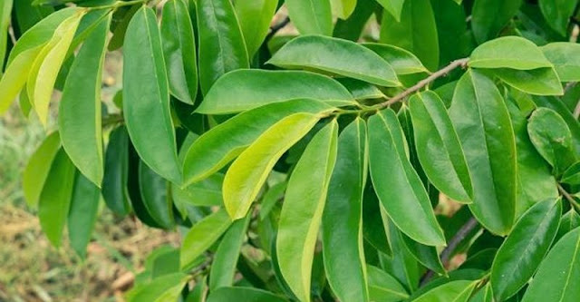 Manfaat Daun Sirsak untuk Mengusir Kotombe dan Kutu