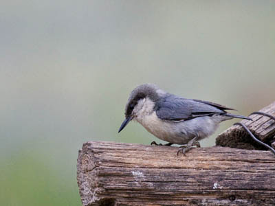 Photo of a Pygmy Nuthatch on a branch Photo of a Pygmy Nuthatch on a branch