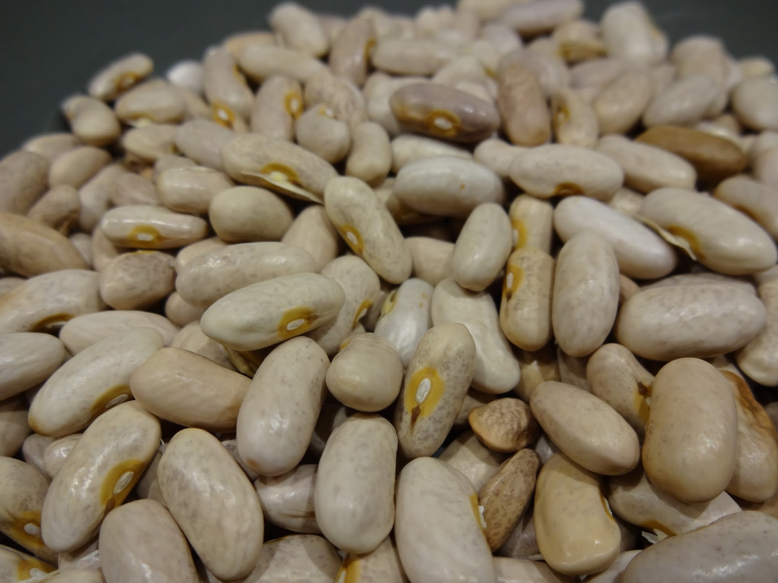 The scientific gardener royal burgundy bush beans