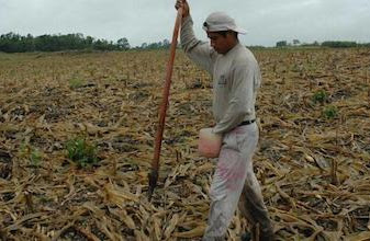 Sector agrícola en crisis por sequía y por omisión de la 4T, afirman agrónomos