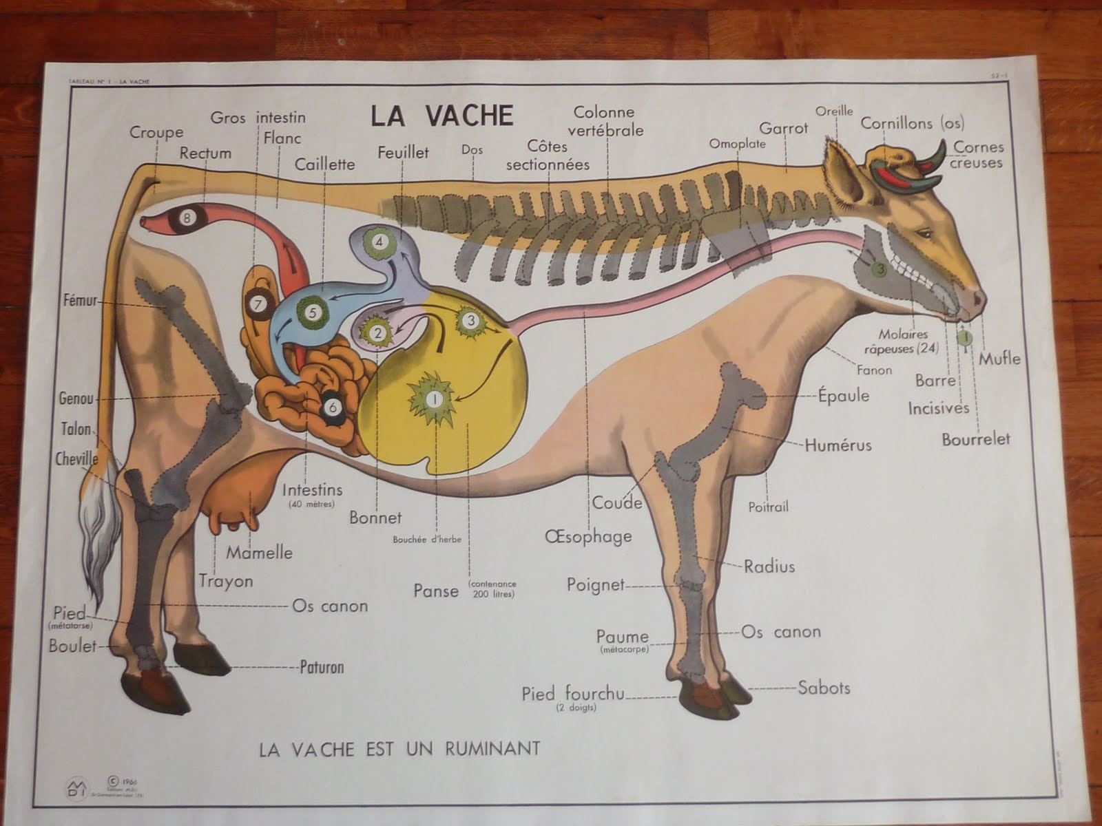 Внутреннее строение органов животных. Анатомическое строение коровы. Плакаты по анатомии животных. Изучение анатомии животных. Анатомия Ветеринария.