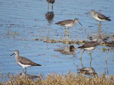 Colusa National Wildlife Refuge