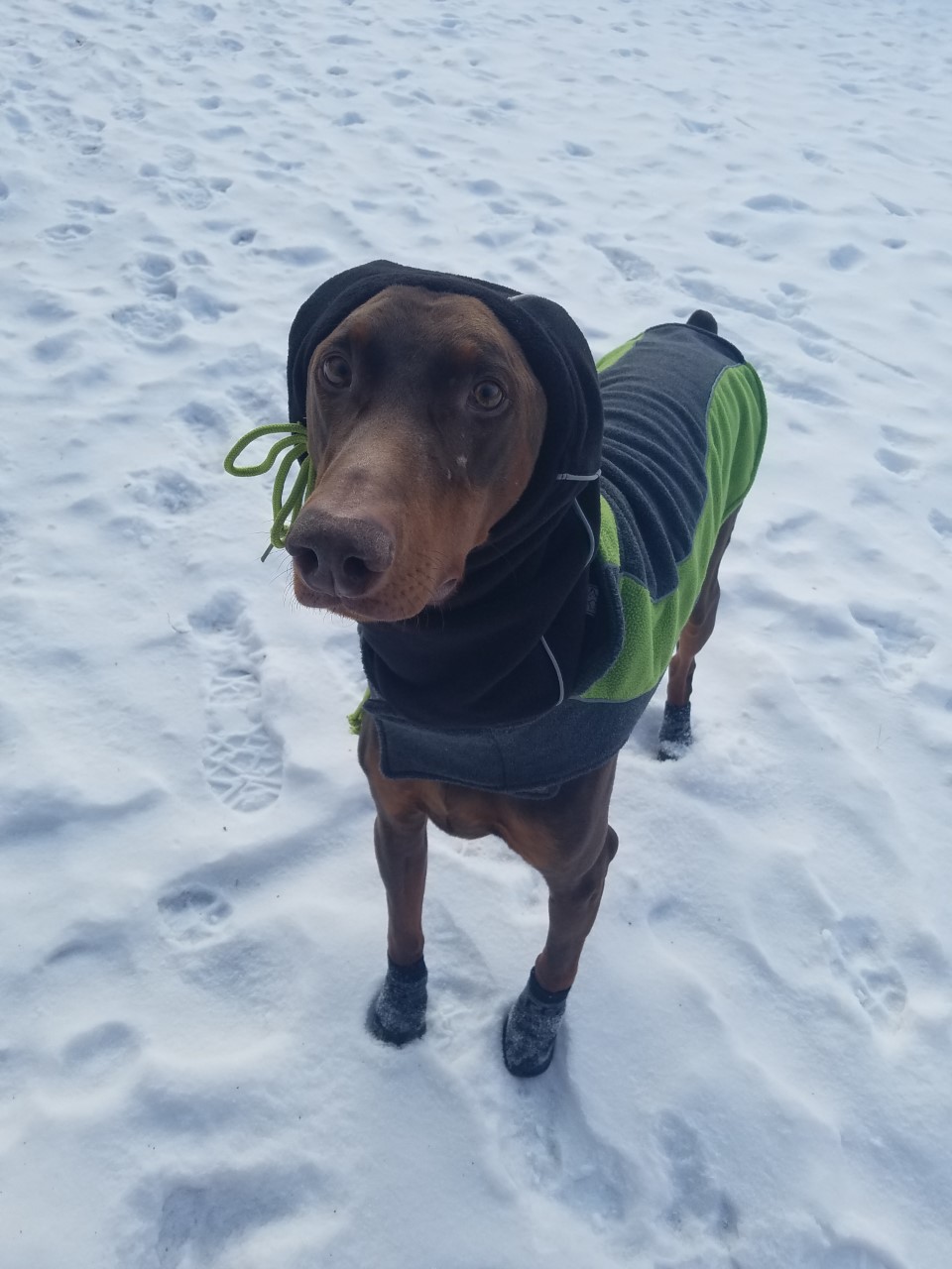 United Doberman Rescue and Canine Castaways of Minnesota FIVE COLD