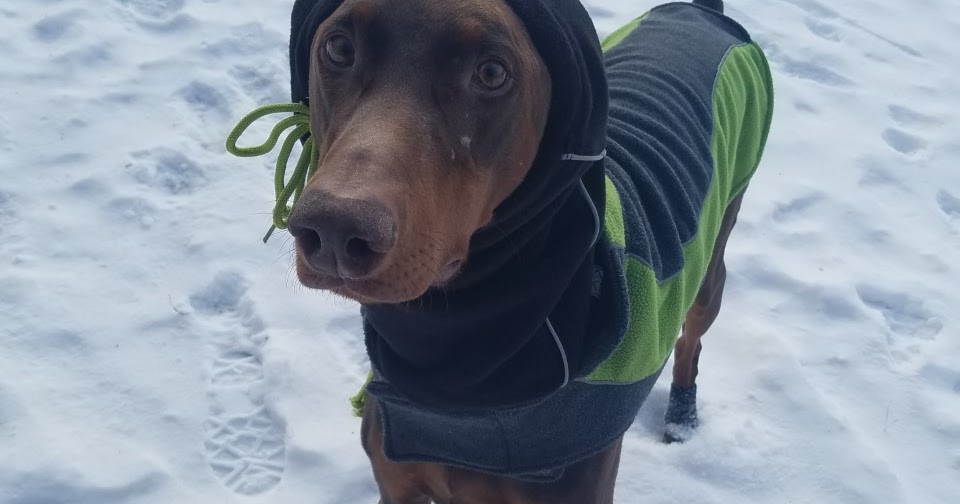 United Doberman Rescue and Canine Castaways of Minnesota FIVE COLD