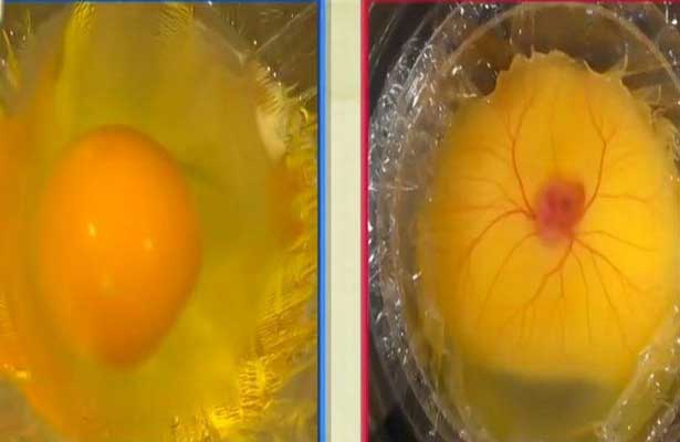 Как узнать есть ли в яйце зародыш. Зародыш цыпленка внутри яйца. Зародыш в покупном курином яйце.