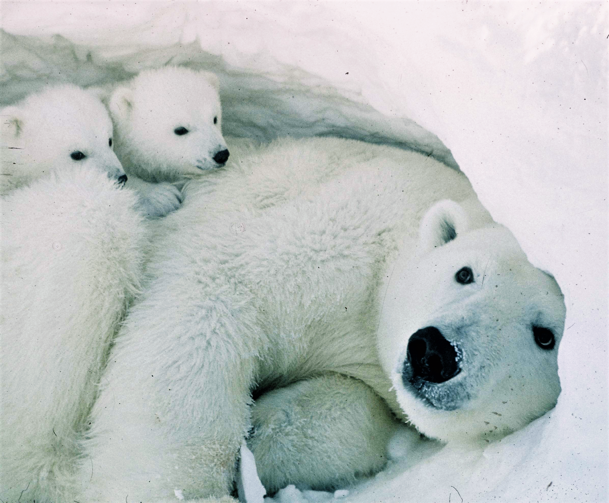 27 февраля - Международный день полярного медведя.