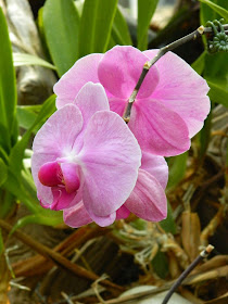 Pale purple Phalaenopsis Moth Orchid Centennial Park Conservatory by garden muses-not another Toronto gardening blog