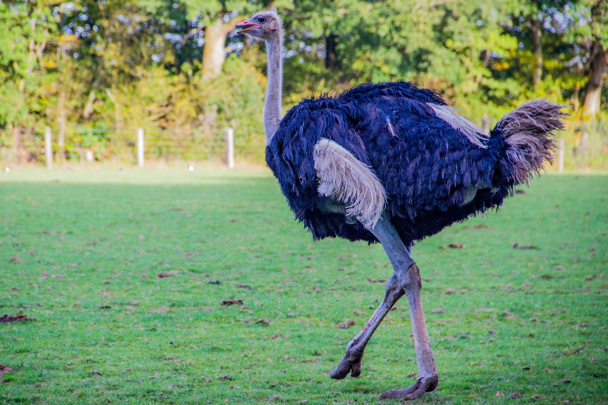 Ostrich effect" nghĩa là gì? 