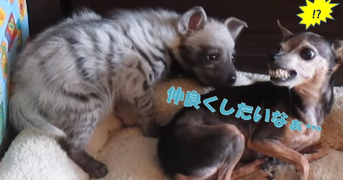 とにかく可愛い!! ワンコに寄りそいたいシマハイエナの子供 - プレデターTV -肉食獣動画-