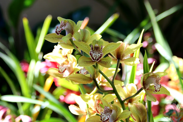 Stunning Orchids Their Genes And The Secrets Of Their Shapes - ksz71c1