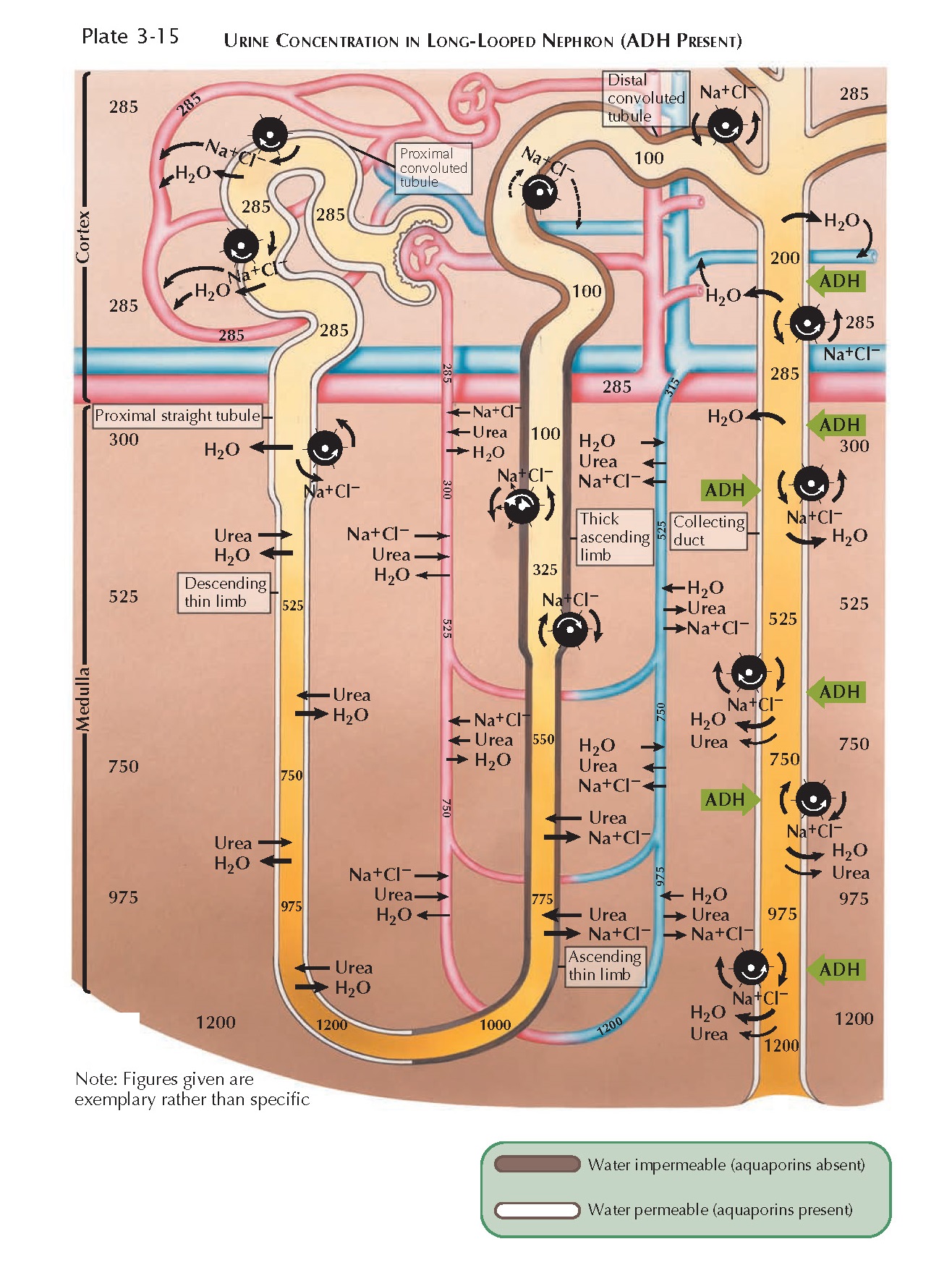 URINE CONCENTRATION AND DILUTION AND OVERVIEW OF WATER HANDLING
