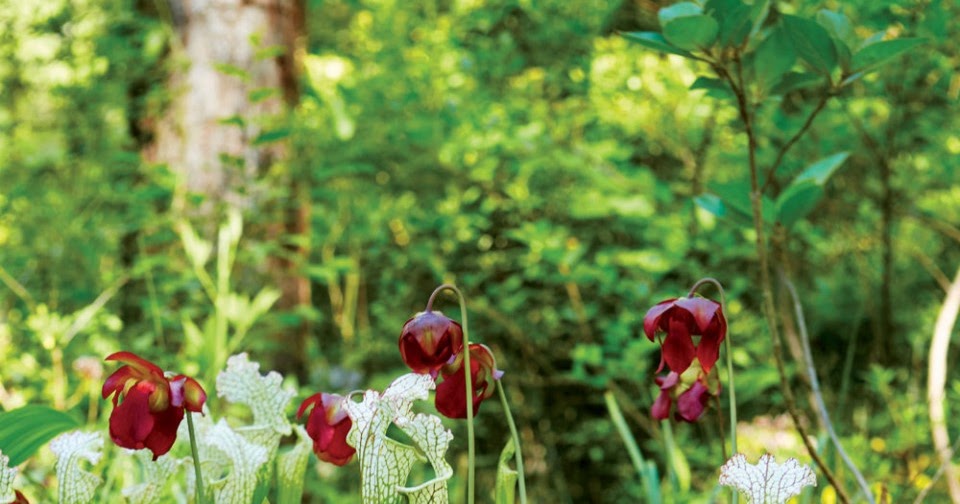 Florida Native Plant Society Blog Northern Alabama Discovering