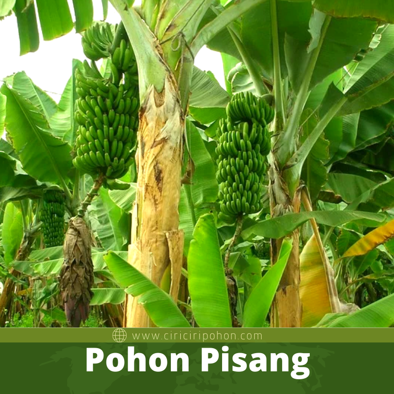 Pohon Pisang