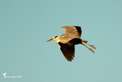 Garza real (Ardea cinerea) Garza real (Ardea cinerea) llegando a la laguna, dispuesta a capturar peces y otros vertebrados e invertebrados de la laguna acechando de forma discreta.