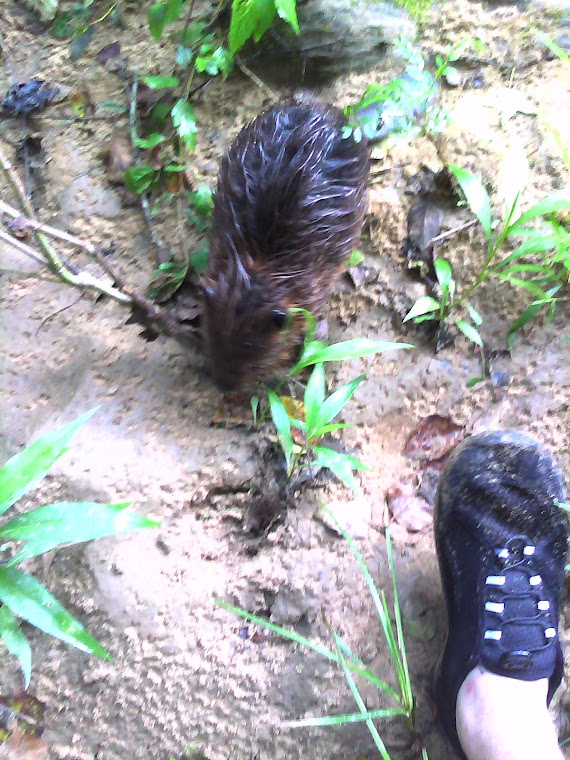 Baby Beaver at my feet