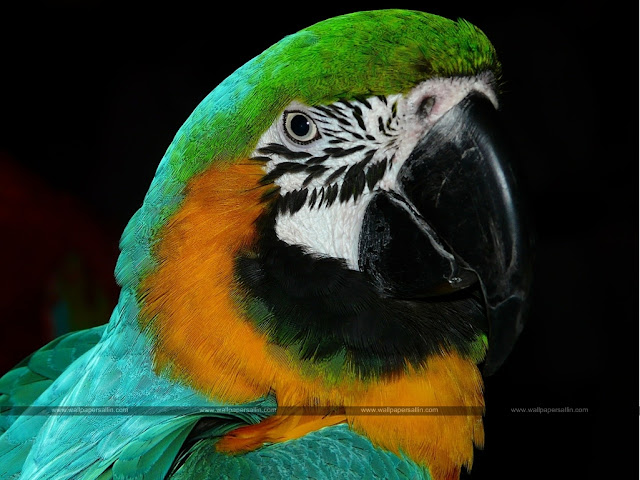 Bird Images | Bird Wallpaper HD Free Download Bird Images | Bird Wallpaper HD Free Download